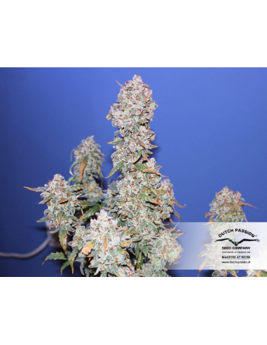 DUTCH PASSION - Auto Blueberry - 6