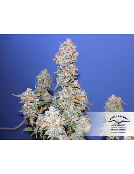 DUTCH PASSION - Auto Blueberry - 6