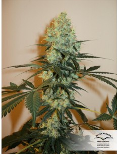 DUTCH PASSION - Master Kush - 1 2