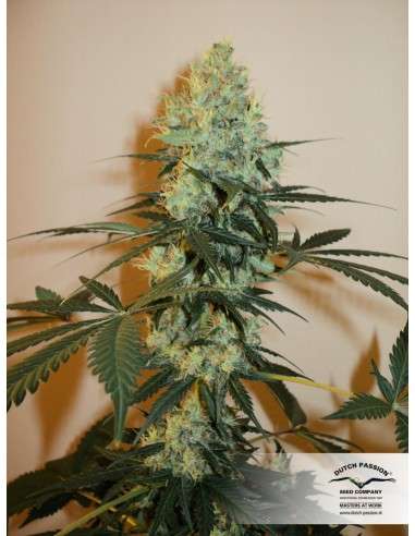 DUTCH PASSION - Master Kush - 2