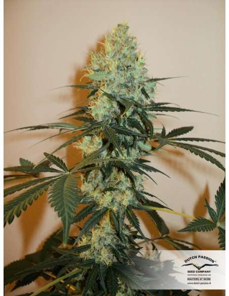 DUTCH PASSION - Master Kush - 2