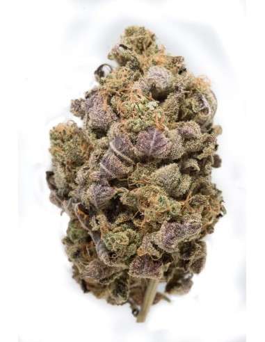 DINAFEM - Blue Widow - 4