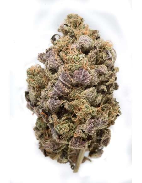 DINAFEM - Blue Widow - 4
