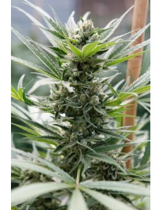 DINAFEM - Cheese - 1