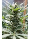 DINAFEM - Cheese - 1