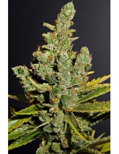 DINAFEM - Cheese - 1 2
