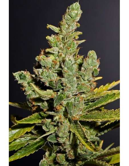 DINAFEM - Cheese - 2