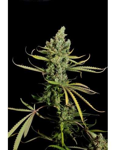DINAFEM - Cheese - 3