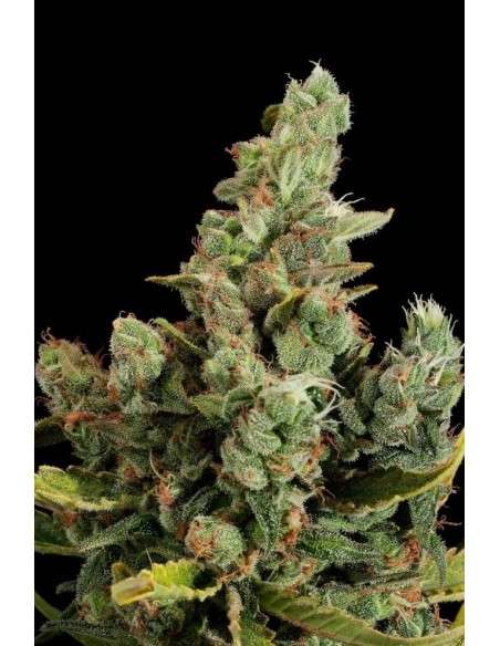 DINAFEM - Cheese - 4