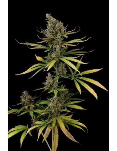 DINAFEM - Cheese - 5