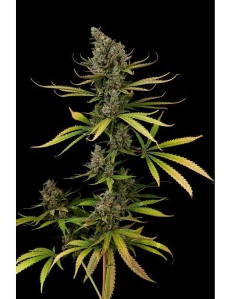 DINAFEM - Cheese - 5