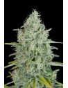DINAFEM - Critical Jack 5szt - 1