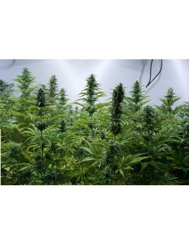 DINAFEM - Critical Jack 5szt - 2