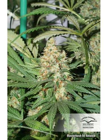 DUTCH PASSION - Master Kush - 3