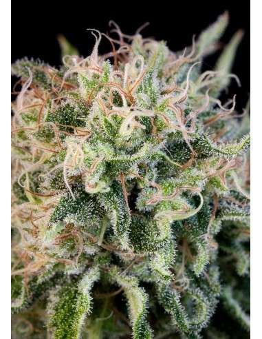 DINAFEM - Critical Jack 5szt - 7