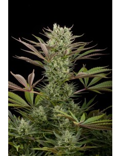 DINAFEM - Deep Cheese - 1