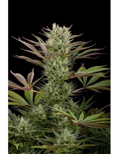 DINAFEM - Deep Cheese - 1