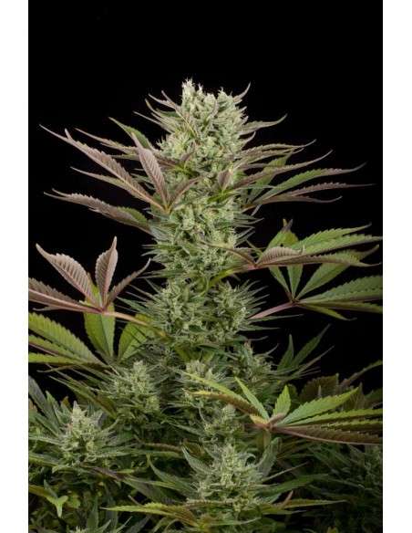 DINAFEM - Deep Cheese - 1