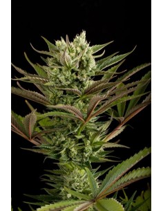 DINAFEM - Deep Cheese - 1 2