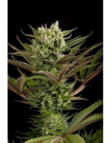 DINAFEM - Deep Cheese - 2