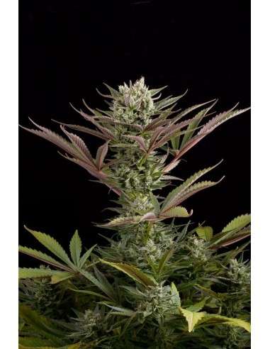 DINAFEM - Deep Cheese - 3