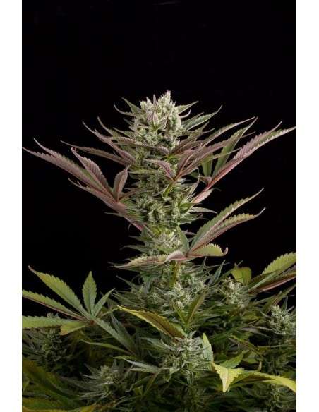 DINAFEM - Deep Cheese - 3