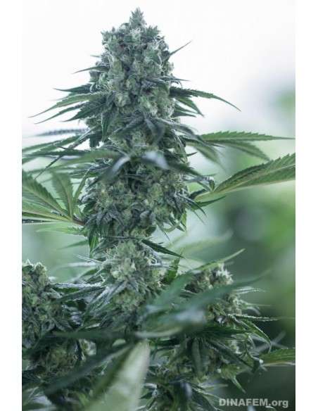 DINAFEM - Deep Cheese - 4