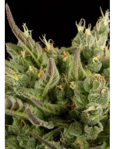 DINAFEM - Deep Cheese - 5