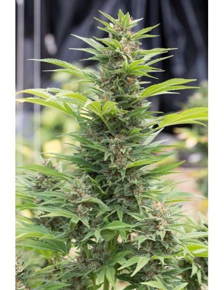 DINAFEM - Diesel - 1