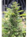 DINAFEM - Diesel - 1
