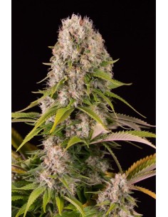 DINAFEM - Diesel - 1 2