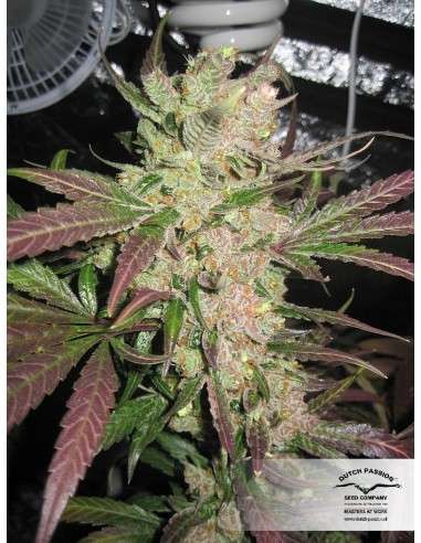 DUTCH PASSION - Master Kush - 4