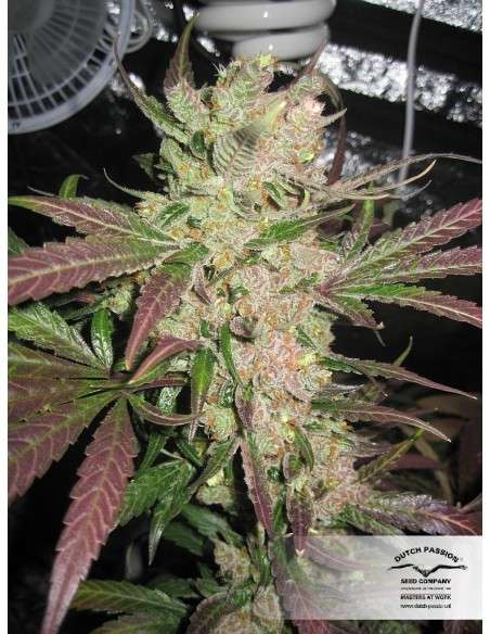 DUTCH PASSION - Master Kush - 4