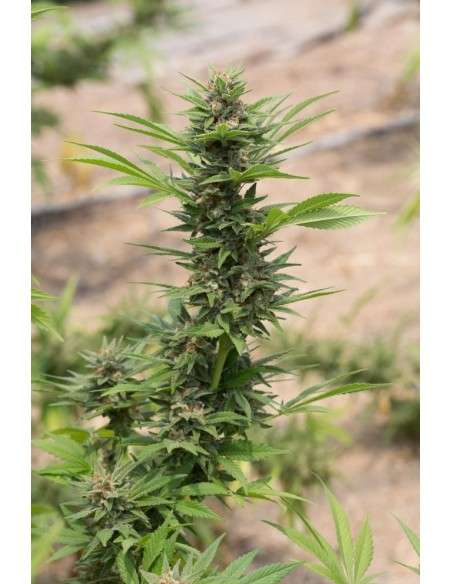 DINAFEM - Diesel - 3