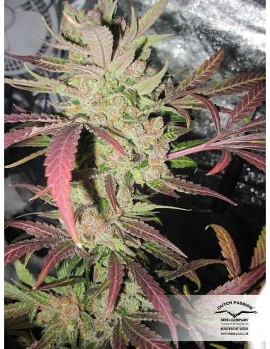 DUTCH PASSION - Master Kush - 5