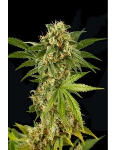 DINAFEM - Kush-n-Cheese - 1