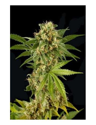 DINAFEM - Kush-n-Cheese - 1