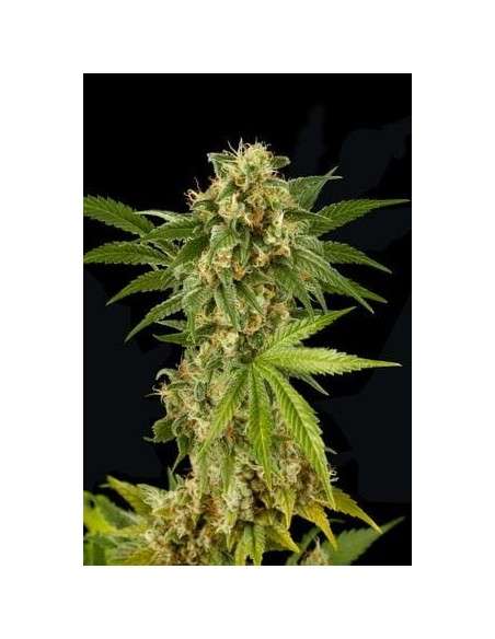 DINAFEM - Kush-n-Cheese - 1