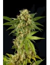DINAFEM - Kush-n-Cheese - 1