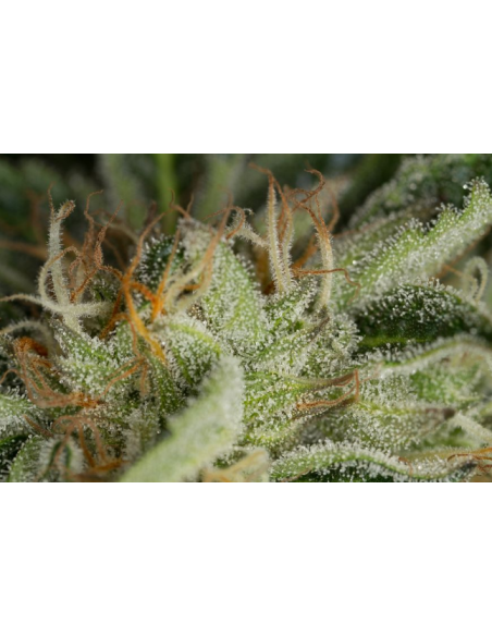 DINAFEM - Kush-n-Cheese - 2