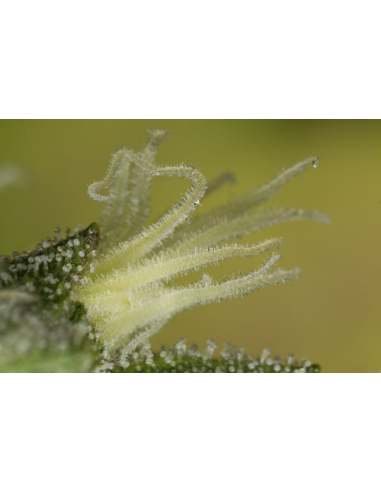 DINAFEM - Kush-n-Cheese - 3