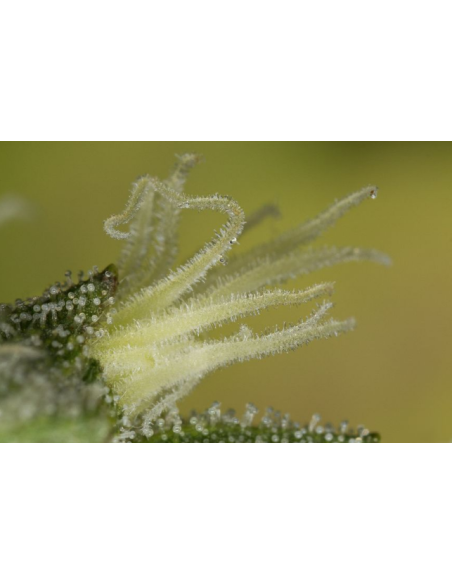 DINAFEM - Kush-n-Cheese - 3