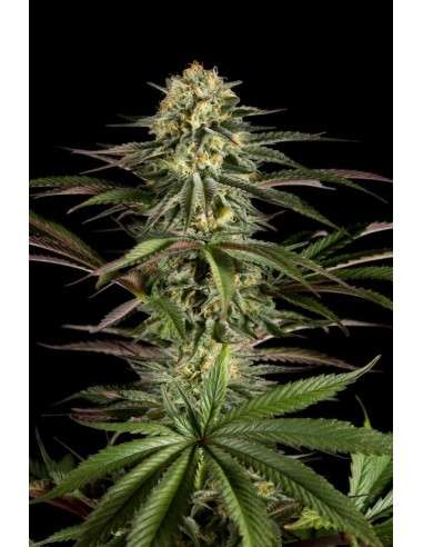 DINAFEM - Kush-n-Cheese - 4