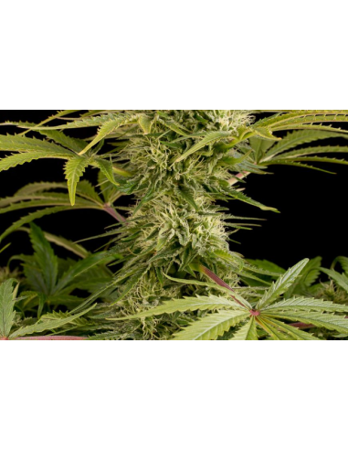 DINAFEM - Kush-n-Cheese - 5