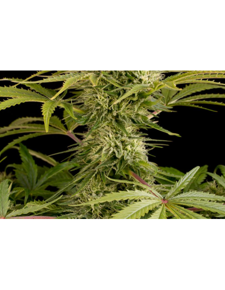 DINAFEM - Kush-n-Cheese - 5