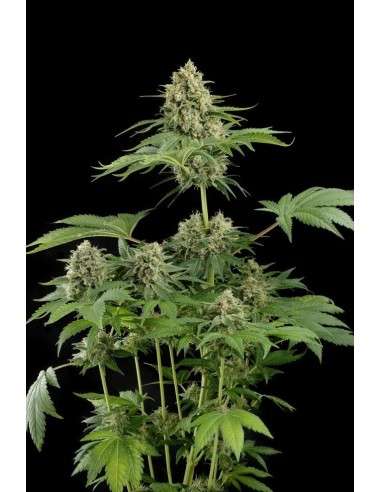 DINAFEM - Moby Dick - 1
