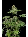 DINAFEM - Moby Dick - 1