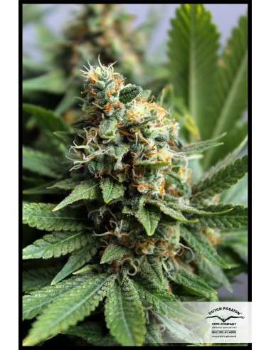 DUTCH PASSION - Master Kush - 6