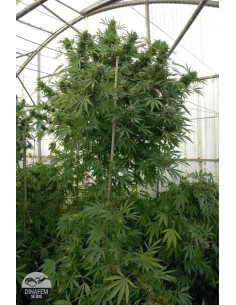 DINAFEM - Moby Dick - 1 2