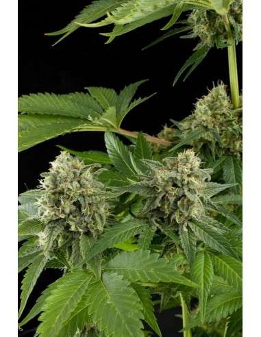 DINAFEM - Moby Dick - 3